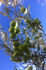 Zlatni Bol olive tree in garden